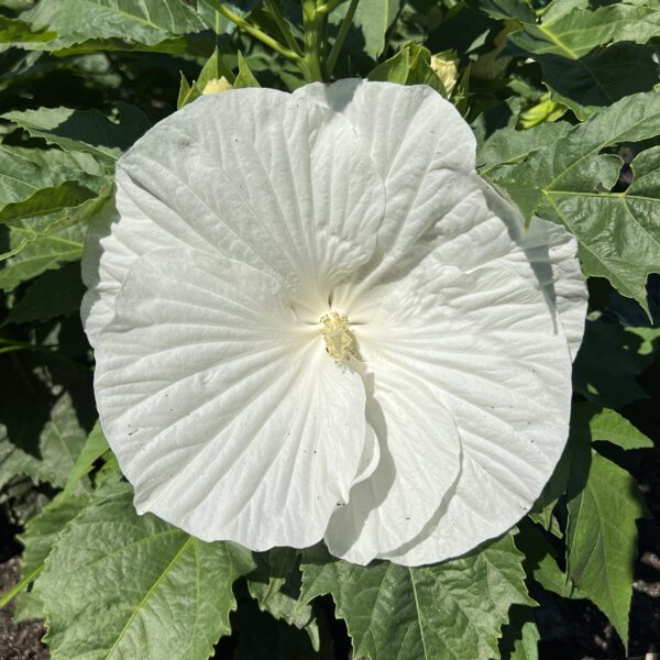 Hibiscus 'Marshmallow Moon' - Perennials