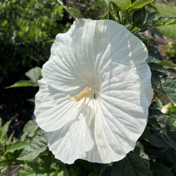 Hibiscus 'Marshmallow Moon' - Perennials