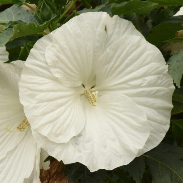 Hibiscus 'Marshmallow Moon' - Perennials