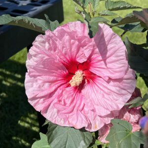 SUMMERIFIC® 'All Eyes on Me' Hibiscus - Perennials