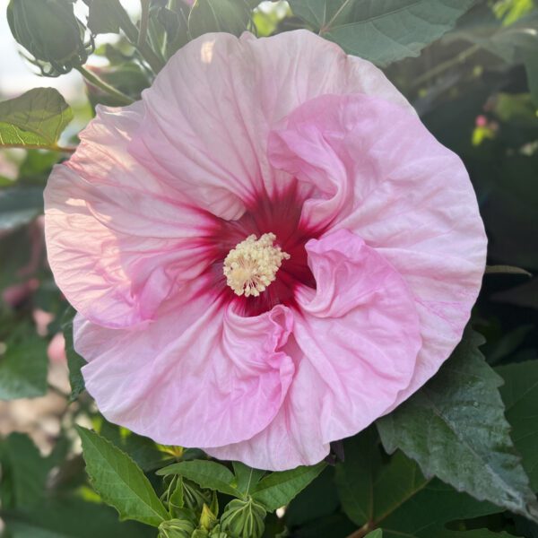 SUMMERIFIC® 'All Eyes on Me' Hibiscus - Perennials