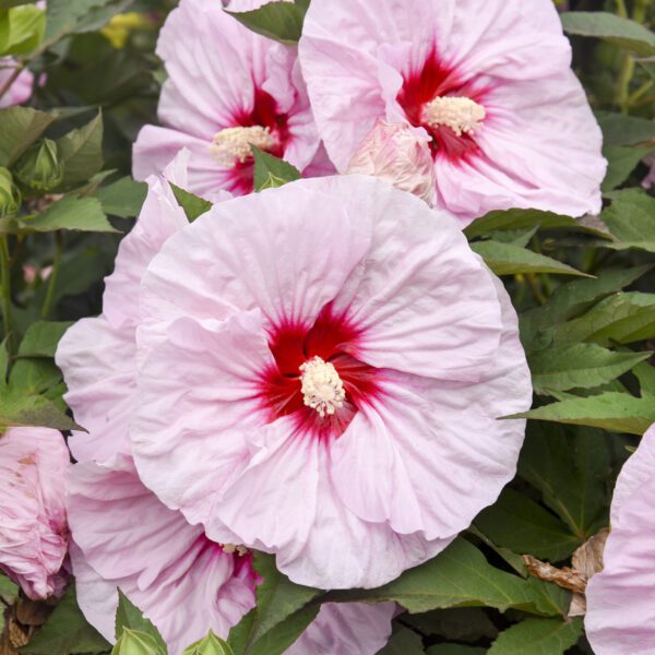 SUMMERIFIC® 'All Eyes on Me' Hibiscus - Perennials