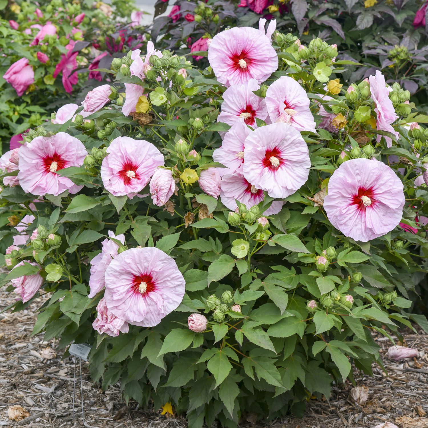 SUMMERIFIC® 'All Eyes on Me' Hibiscus - Perennials