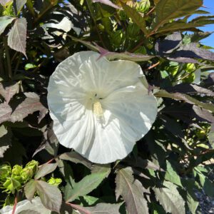 SUMMERIFIC® Cookies and Cream' Hibiscus - Perennials