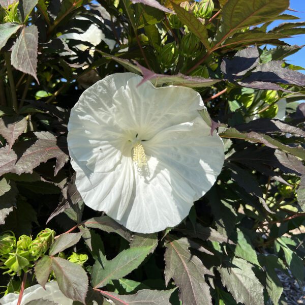 SUMMERIFIC® Cookies and Cream' Hibiscus - Perennials