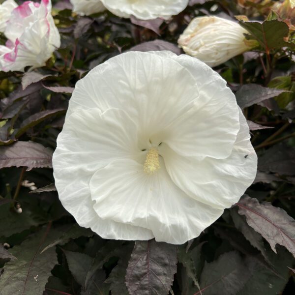 SUMMERIFIC® Cookies and Cream' Hibiscus - Perennials