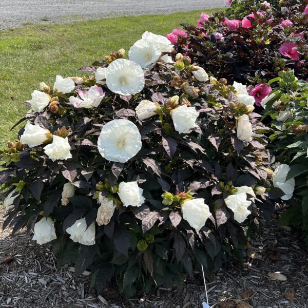 SUMMERIFIC® Cookies and Cream' Hibiscus - Perennials