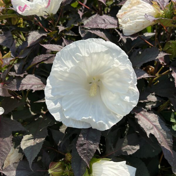 SUMMERIFIC® Cookies and Cream' Hibiscus - Perennials