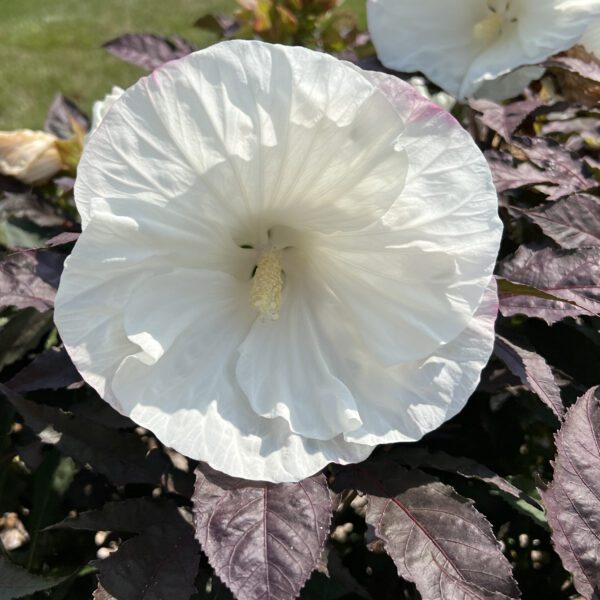 SUMMERIFIC® Cookies and Cream' Hibiscus - Perennials