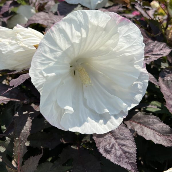 SUMMERIFIC® Cookies and Cream' Hibiscus - Perennials