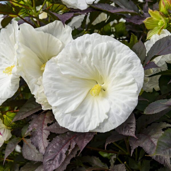 SUMMERIFIC® Cookies and Cream' Hibiscus - Perennials