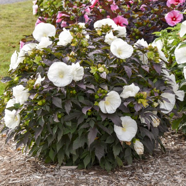 SUMMERIFIC® Cookies and Cream' Hibiscus - Perennials