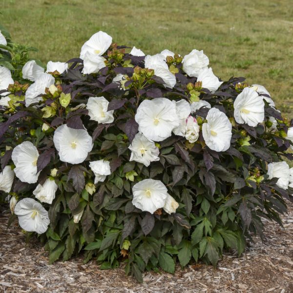 SUMMERIFIC® Cookies and Cream' Hibiscus - Perennials