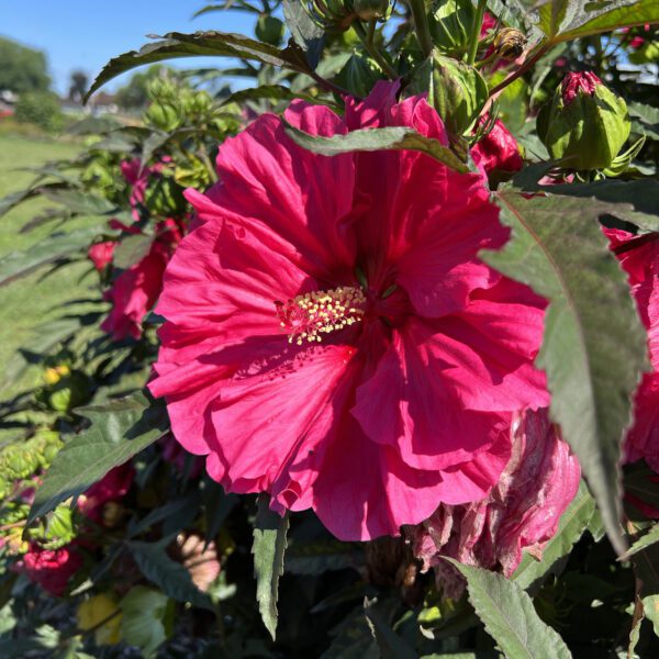 Hibiscus 'Watermelon Ruffles' - Perennials