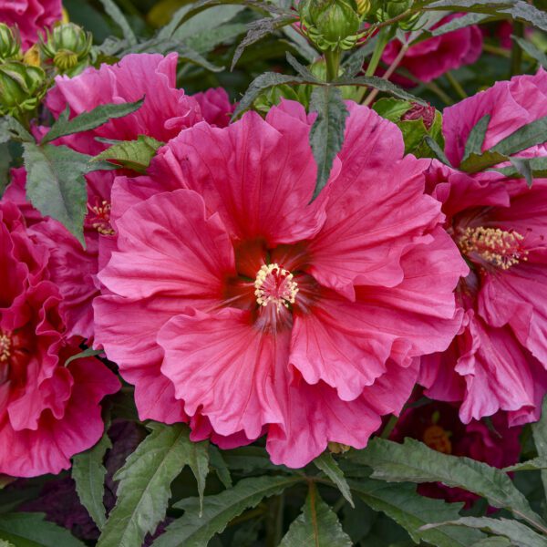 Hibiscus 'Watermelon Ruffles' - Perennials