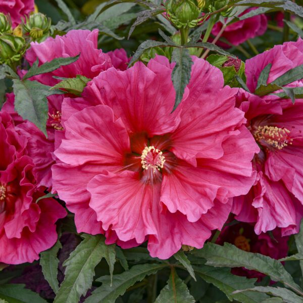 Hibiscus 'Watermelon Ruffles' - Perennials