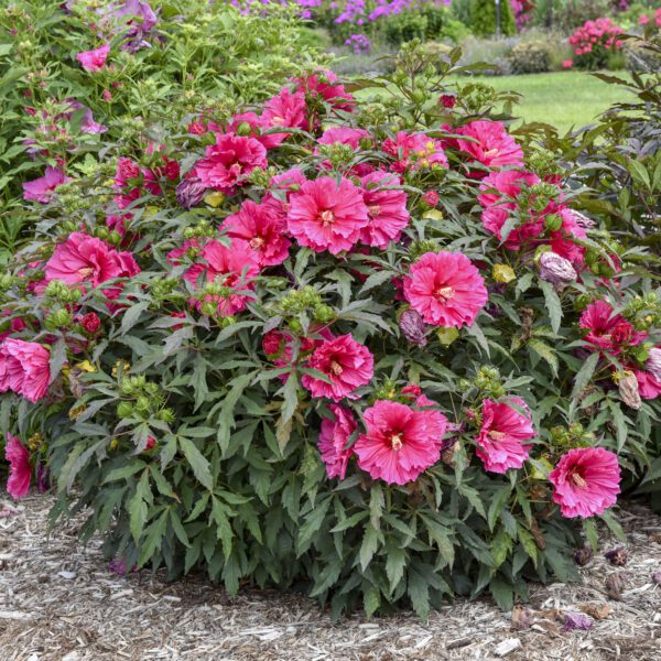 Hibiscus 'Watermelon Ruffles' - Perennials