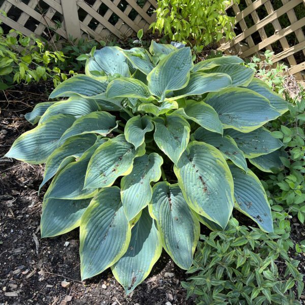 SHADOWLAND® 'Gigantosaurus' Hosta - Perennials