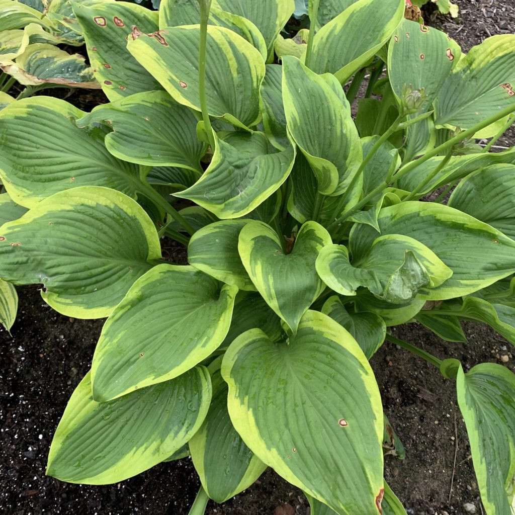 SHADOWLAND® 'Lone Star' Hosta - Perennials