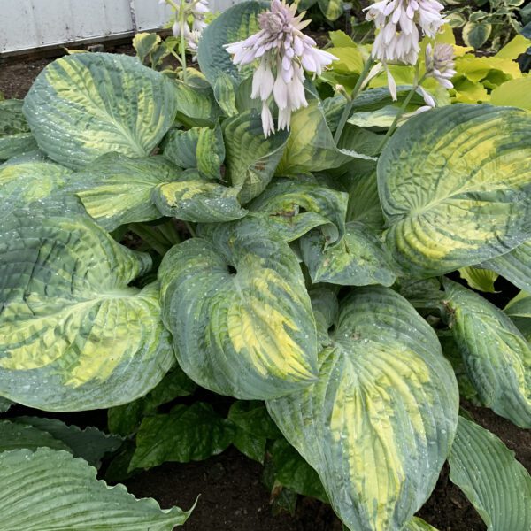 SHADOWLAND® 'Sound of Music' Hosta - Perennials