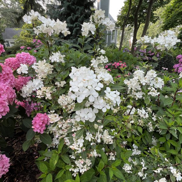 FAIRYTRAIL™ Green Hydrangea - Shrubs