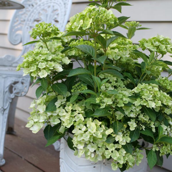 FAIRYTRAIL™ Green Hydrangea - Shrubs