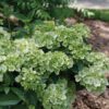 FAIRYTRAIL™ Green Hydrangea - Shrubs