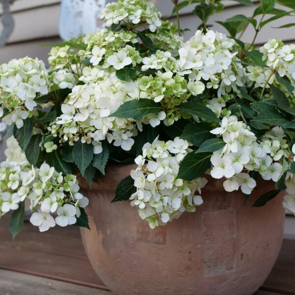 FAIRYTRAIL™ White Hydrangea - Shrubs