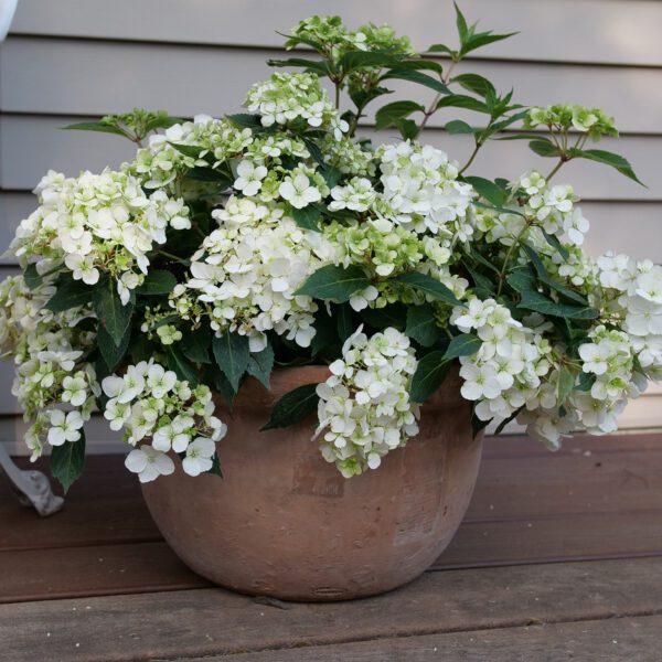 FAIRYTRAIL™ White Hydrangea - Shrubs