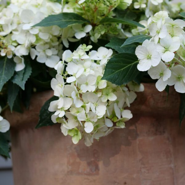 FAIRYTRAIL™ White Hydrangea - Shrubs