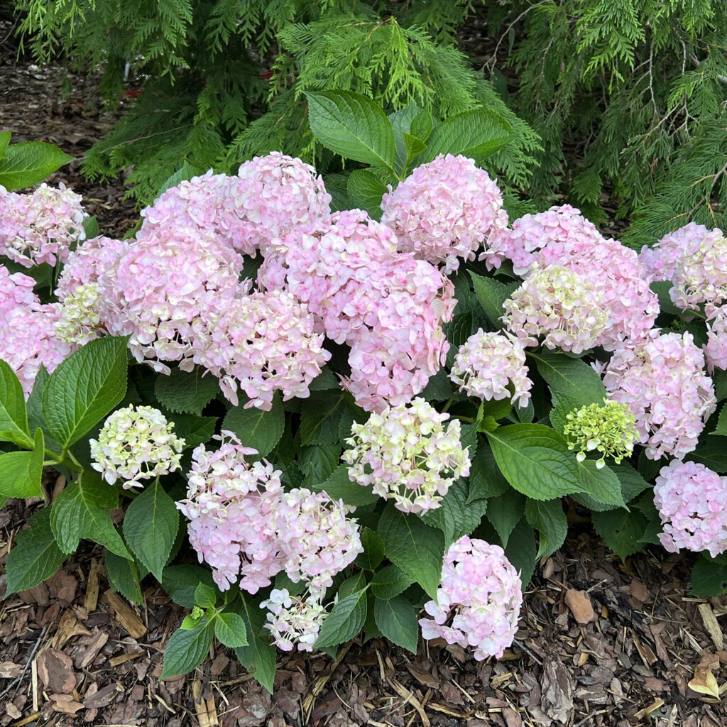 Wee Bit Innocent Hydrangea with Double Pink Blossoms