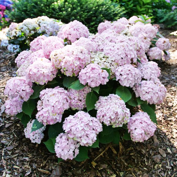 WEE BIT INNOCENT™ Hydrangea - Shrubs