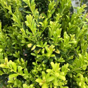 GLOW POP™ Ilex - Shrubs