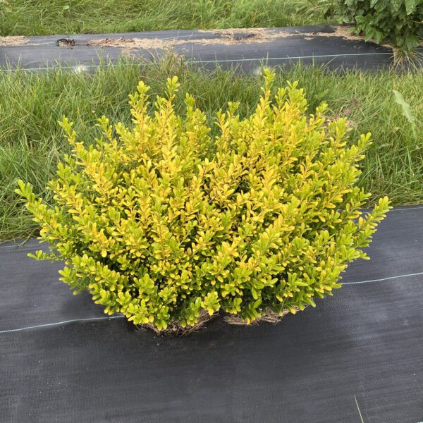 GLOW POP™ Ilex - Shrubs