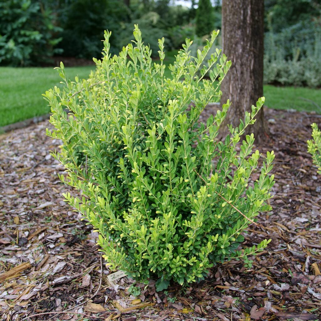 image.title Ilex GLOW POP™ - Garden Crossings