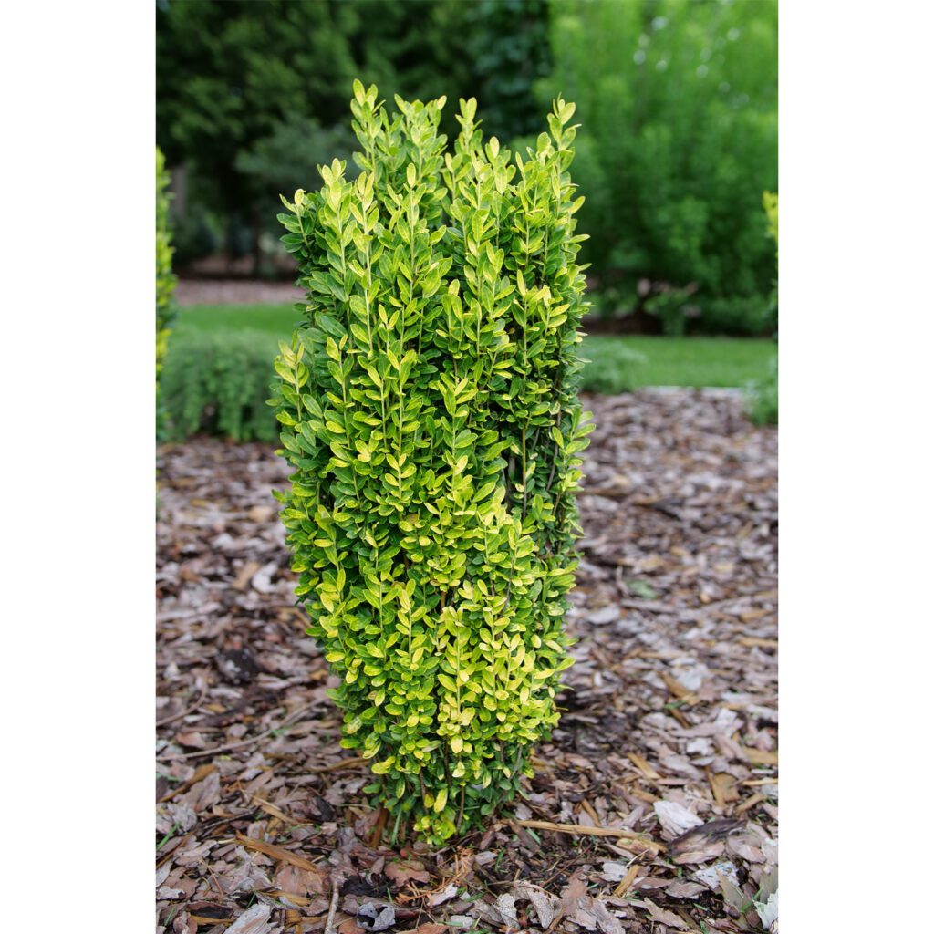 GLOW STICK™ Ilex - Shrubs