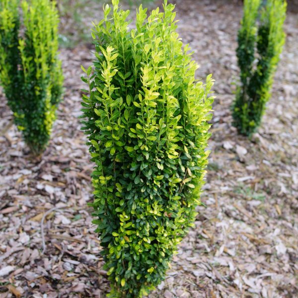 GLOW STICK™ Ilex - Shrubs