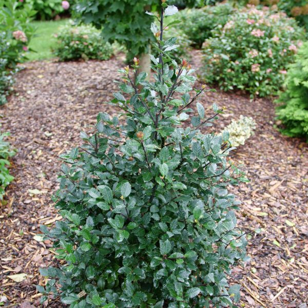 CASTLE ROUGE™ Ilex - Shrubs