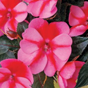 SUNPATIENS® Compact Red Candy Impatiens - Annuals