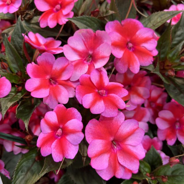 SUNPATIENS® Compact Red Candy Impatiens - Annuals