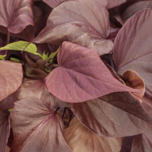 SWEET CAROLINE SWEETHEART MAHOGANY™ Ipomoea - Annuals