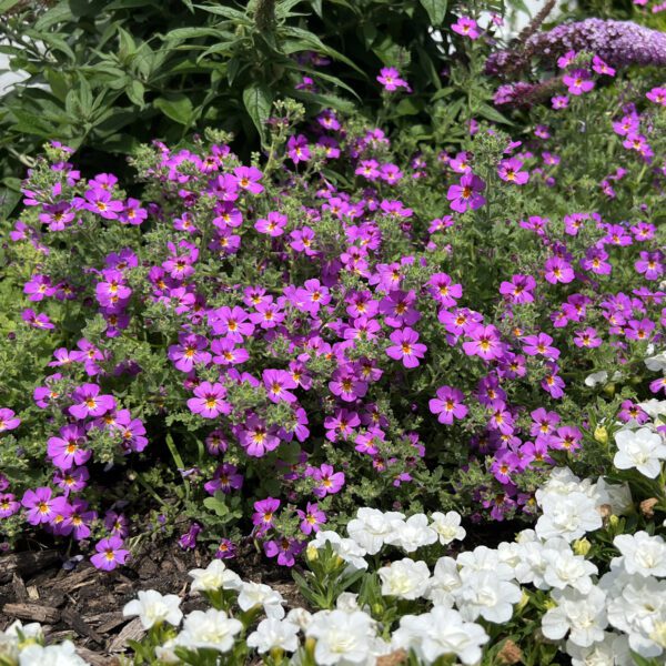 SAFARI® Dusk Jamesbrittenia - Annuals