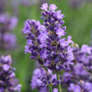 Lavendula 'SuperBlue' - Perennials