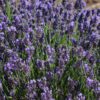Lavendula 'SuperBlue' - Perennials