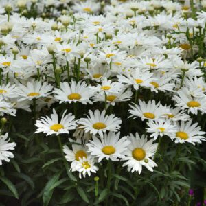 Leucanthemum 'Whitecap' - Perennials