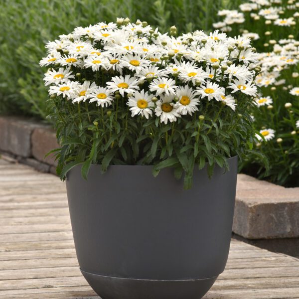 Leucanthemum 'Whitecap' - Perennials