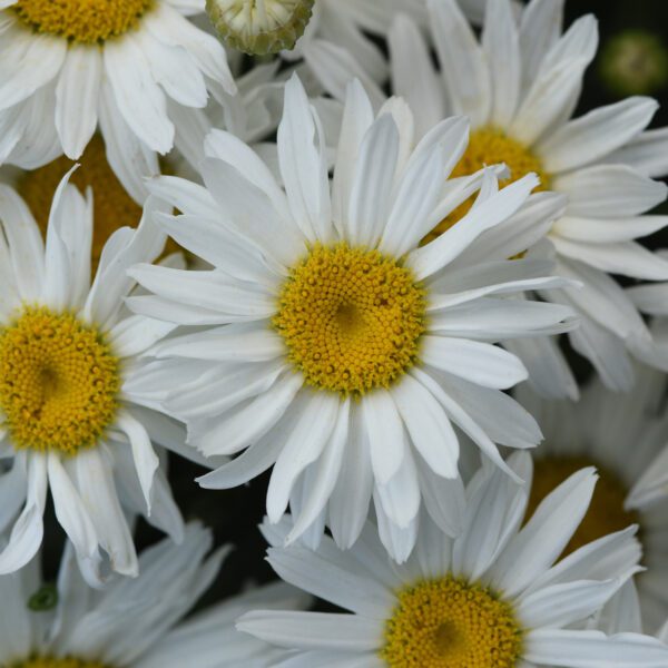 Leucanthemum 'Whitecap' - Perennials