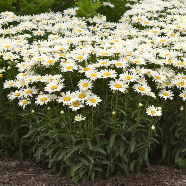 Leucanthemum 'Whitecap' - Perennials