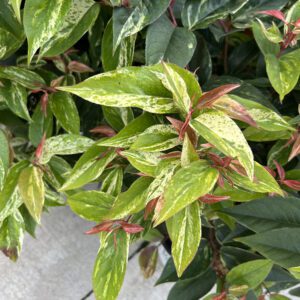 PAISLEY PUP™ Leucothoe - Shrubs