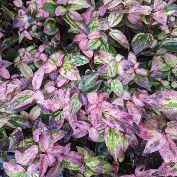 PAISLEY PUP™ Leucothoe - Shrubs